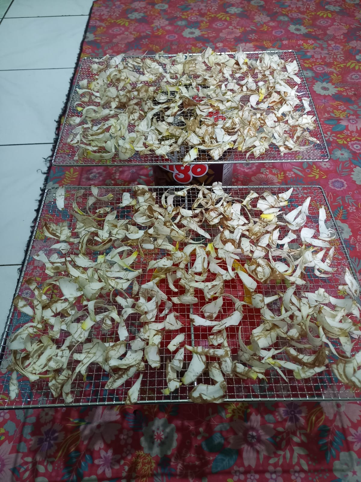 Pengeringan Bunga Kamboja untuk Produk Minuman Herbal
